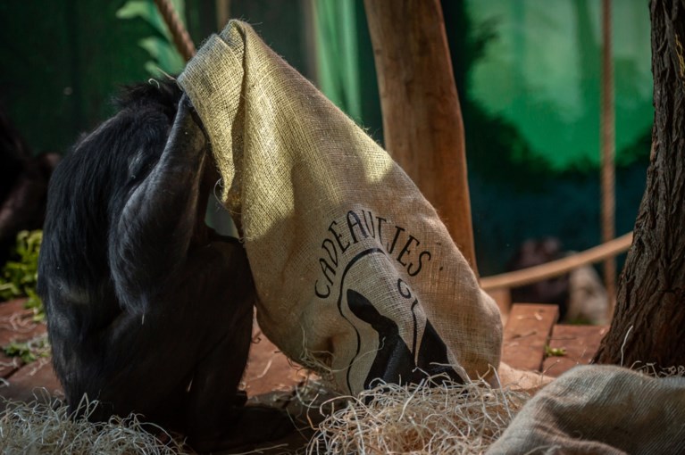 Sprotjes, komkommer en sprinkhanen: zo beloont Sinterklaas de dieren in de Zoo en Planckendael
