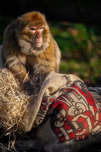 Sprotjes, komkommer en sprinkhanen: zo beloont Sinterklaas de dieren in de Zoo en Planckendael