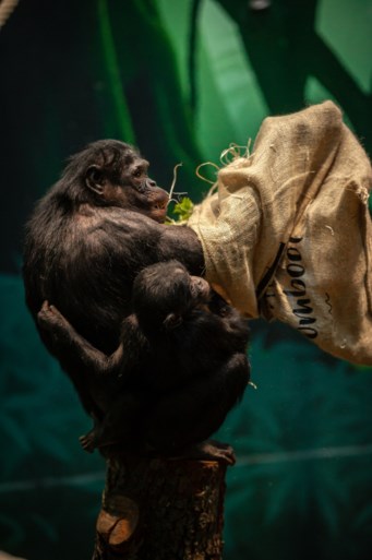 Sprotjes, komkommer en sprinkhanen: zo beloont Sinterklaas de dieren in de Zoo en Planckendael