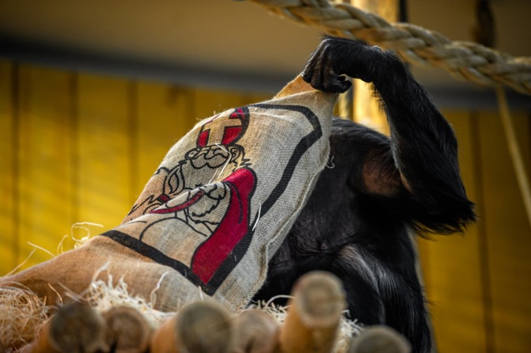 Sprotjes, komkommer en sprinkhanen: zo beloont Sinterklaas de dieren in de Zoo en Planckendael