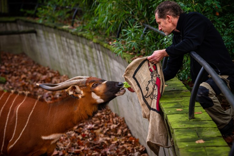 Sprotjes, komkommer en sprinkhanen: zo beloont Sinterklaas de dieren in de Zoo en Planckendael
