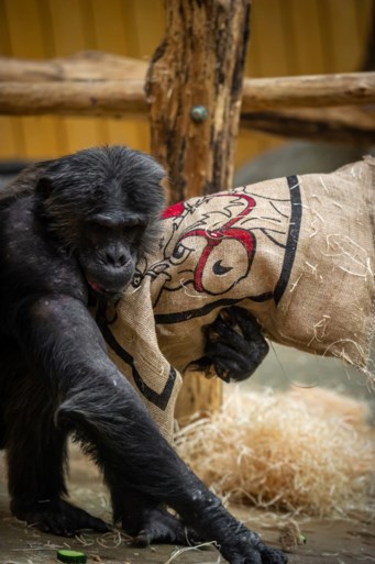 Sprotjes, komkommer en sprinkhanen: zo beloont Sinterklaas de dieren in de Zoo en Planckendael