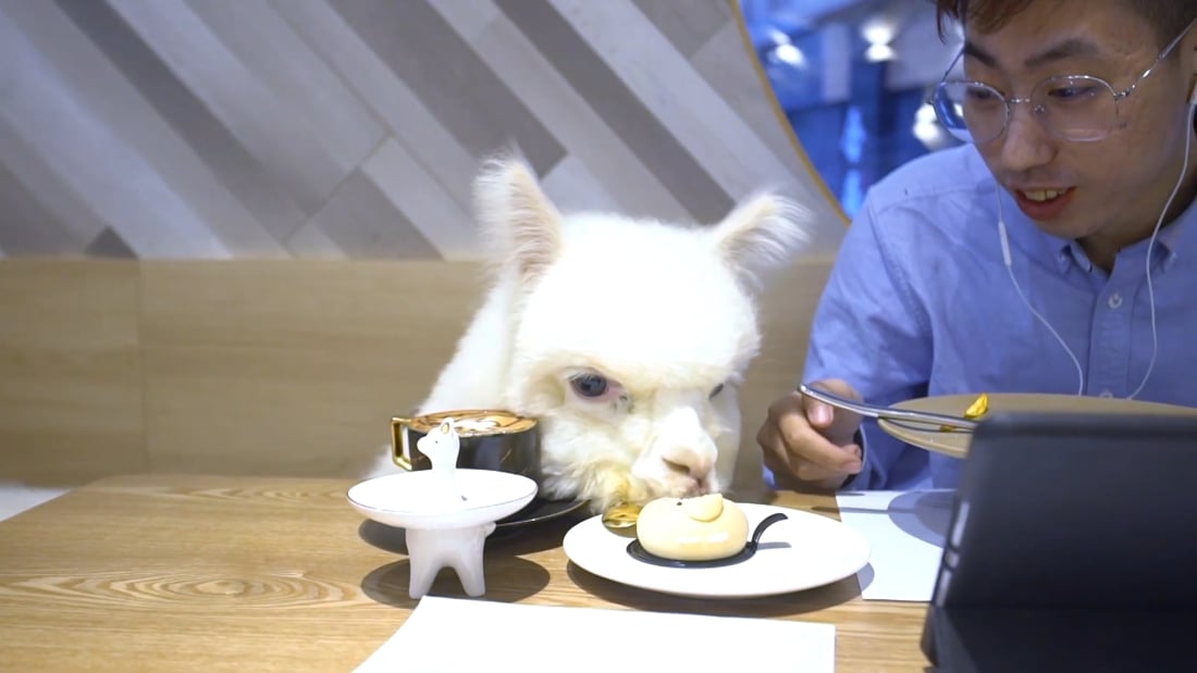 In dit restaurant kan je gezellig dineren met … alpaca’s