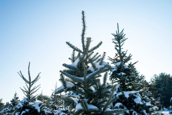 Krijgen We Dit Jaar Een Witte Kerst Het Nieuwsblad Mobile