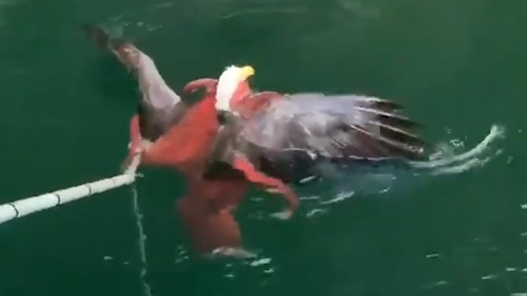 Unieke beelden: vissers kunnen zeearend uit de greep van octopus redden