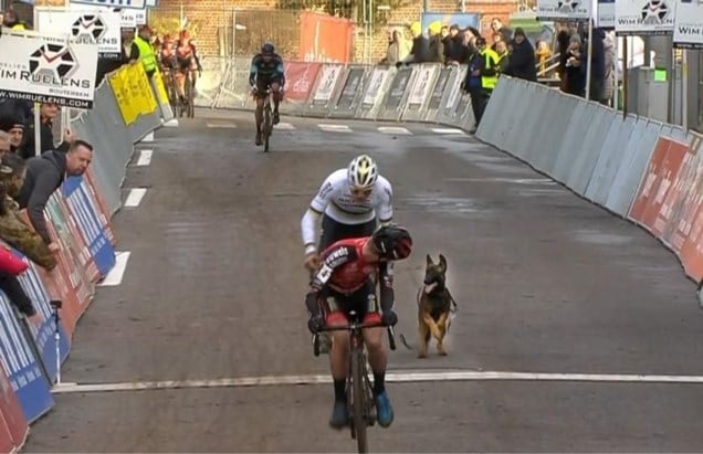 Eigenares Van Hond Die Tussen Veldrijders In Overijse Liep P Het Nieuwsblad Mobile