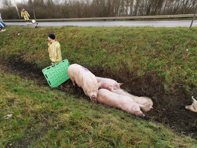 E34 in Moerbeke afgesloten nadat vrachtwagen met varkens gracht inrijdt