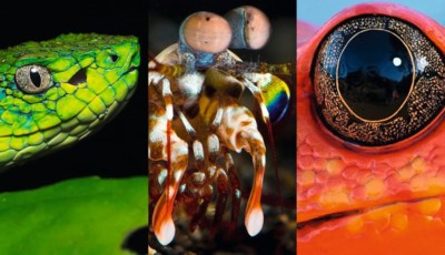 Zo Zien Dieren De Wereld En Dat Is Helemaal Anders Dan U Da