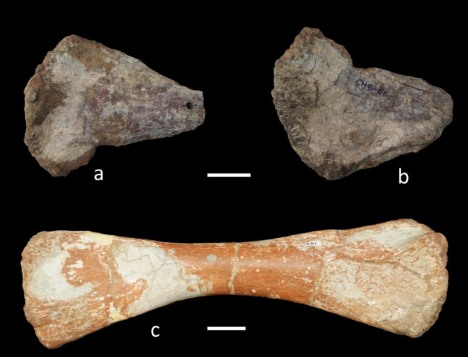 Belgisch onderzoek toont aan: ook dinosaurussen hadden kanker