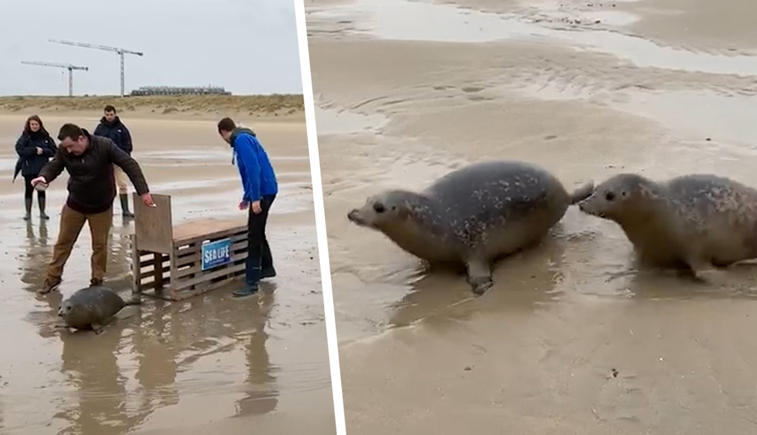 Schattige beelden: Sea Life laat twee zeehondjes vrij op strand van Blankenberge
