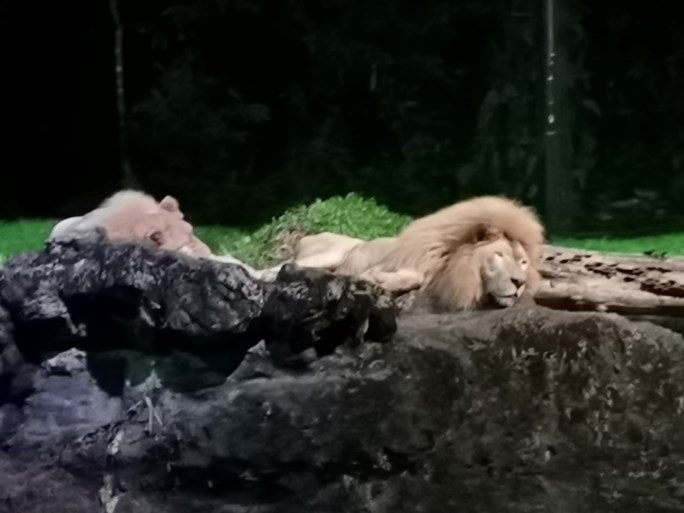 Superieure bomen, nachtleven in de zoo en de beste luchthaven ter wereld: tips voor een reis naar Singapore