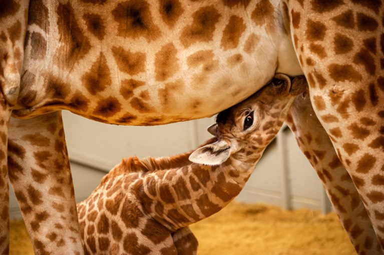 Planckendael verwelkomt babygiraf Valeye
