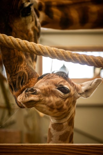 Planckendael verwelkomt babygiraf Valeye