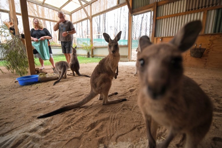 Meer dan 100 bedreigde diersoorten in het nauw gedreven door Australische bosbranden