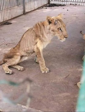 Campagne gestart om gruwelijk ondervoede leeuwen in dierenpark te redden: “Ze zijn ernstig ziek”