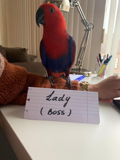 Gezocht: Lady de edelpapegaai