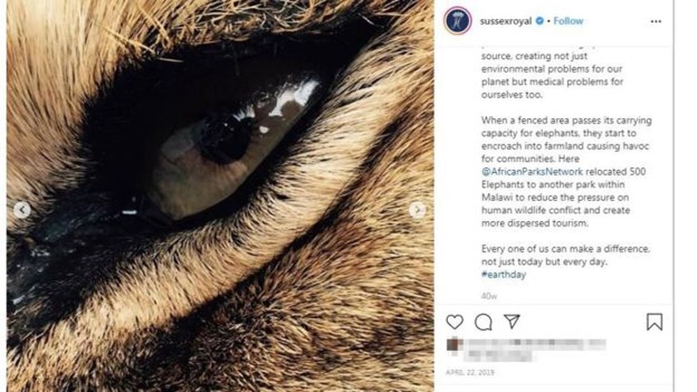 Prins Harry krijgt ongelijk in rechtszaak tegen tabloid die hem beschuldigde van gefoefel bij natuurfoto’s