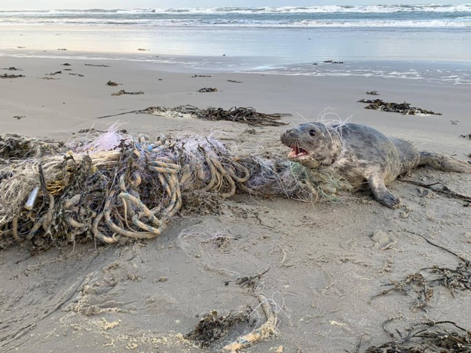 De trieste waarheid op de stranden van de Lage Landen: zeehond kan zich niet meer uit visnetten wurmen