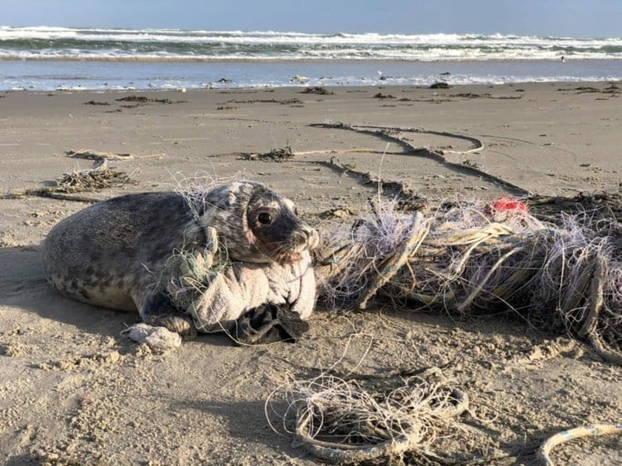 De trieste waarheid op de stranden van de Lage Landen: zeehond kan zich niet meer uit visnetten wurmen