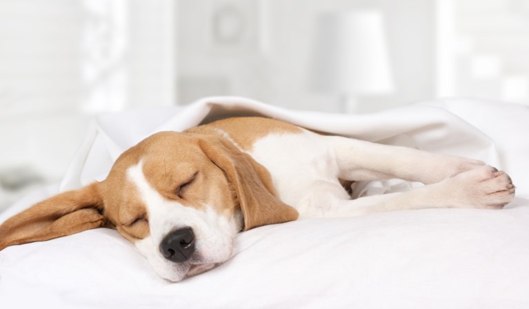 Wil je weten hoe jouw hond zich voelt? Kijk dan naar zijn slaaphouding