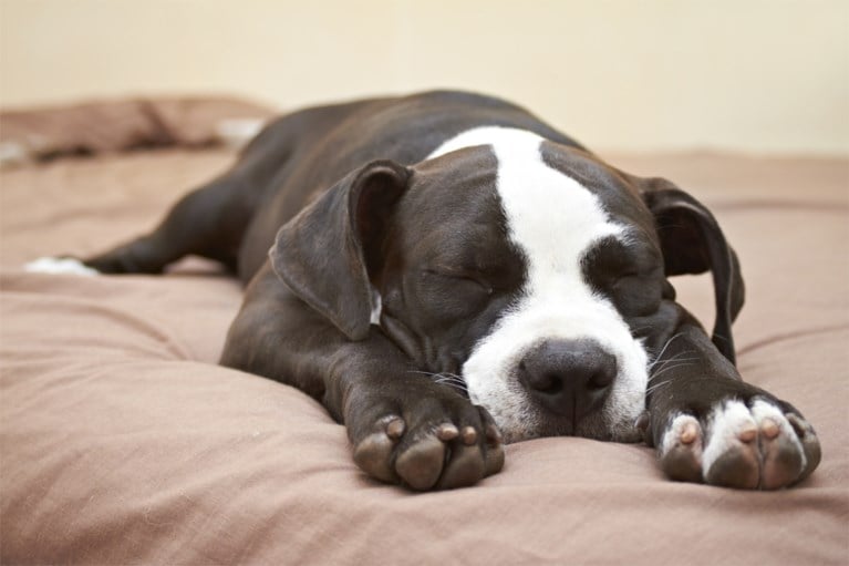 Wil je weten hoe jouw hond zich voelt? Kijk dan naar zijn slaaphouding