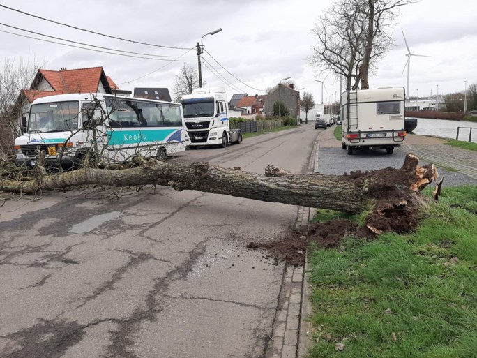 Scholen houden deuren dicht uit vrees voor vallende bomen