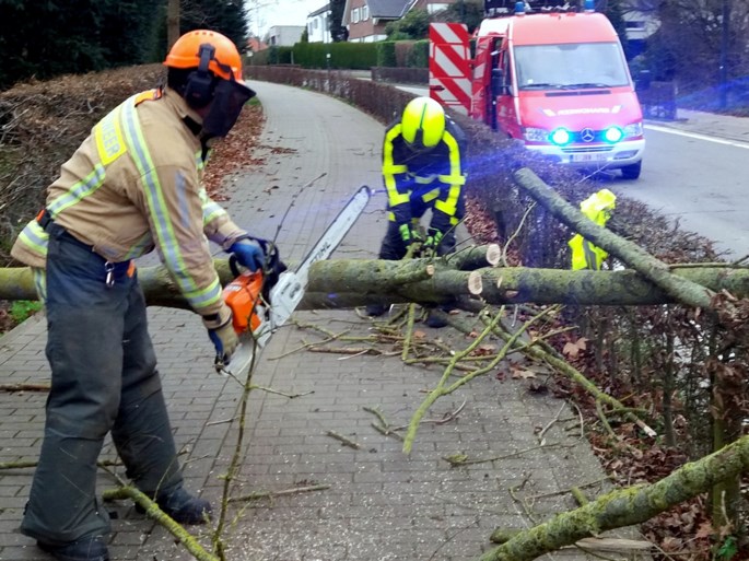 Scholen houden deuren dicht uit vrees voor vallende bomen