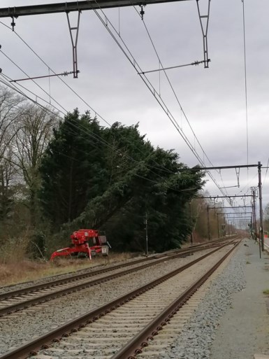 Scholen houden deuren dicht uit vrees voor vallende bomen