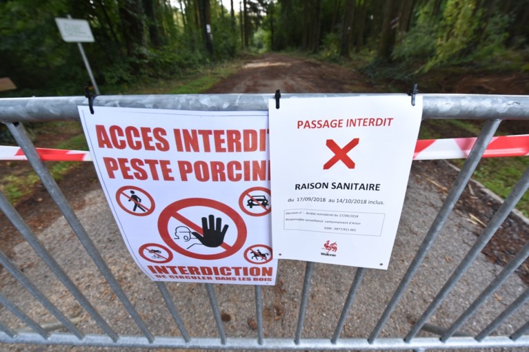 Varkenspest verpest weer tientallen zomerkampen: “Als het nog erger wordt, zitten we met een behoorlijk probleem”