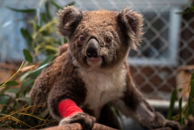 Koala S En 112 Andere Diersoorten Hebben Dringend Hulp Nod Het Nieuwsblad Mobile