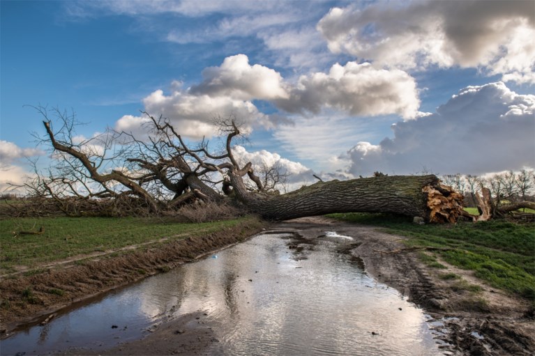 Hij had twee wereldoorlogen doorstaan, maar gemeente rouwt nu om door storm gevelde populier van 150 jaar oud