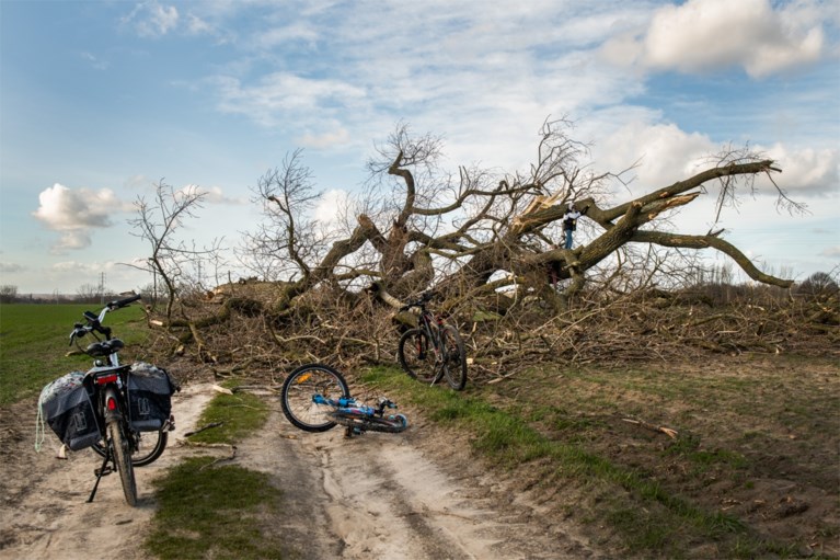 Hij had twee wereldoorlogen doorstaan, maar gemeente rouwt nu om door storm gevelde populier van 150 jaar oud