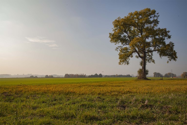 Hij had twee wereldoorlogen doorstaan, maar gemeente rouwt nu om door storm gevelde populier van 150 jaar oud