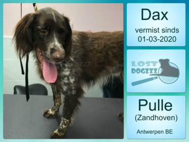 Vermiste Jachthond Ligt Dood In Kanaal Zolang De Tweede Ho Het Nieuwsblad Mobile
