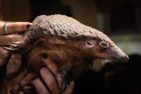 Waar komt het coronavirus vandaan? Niemand weet het, maar complottheorieën genoeg