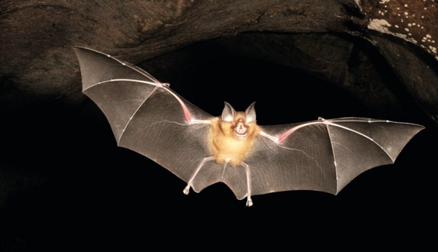 Hoofdverdachte van alweer een massamoord: de vleermuis, het enige