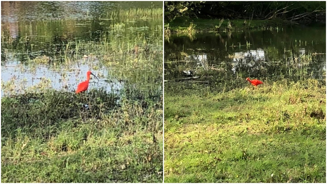 Rode Ibis Gespot In Gentbrugse Meersen Het Nieuwsblad Mobile