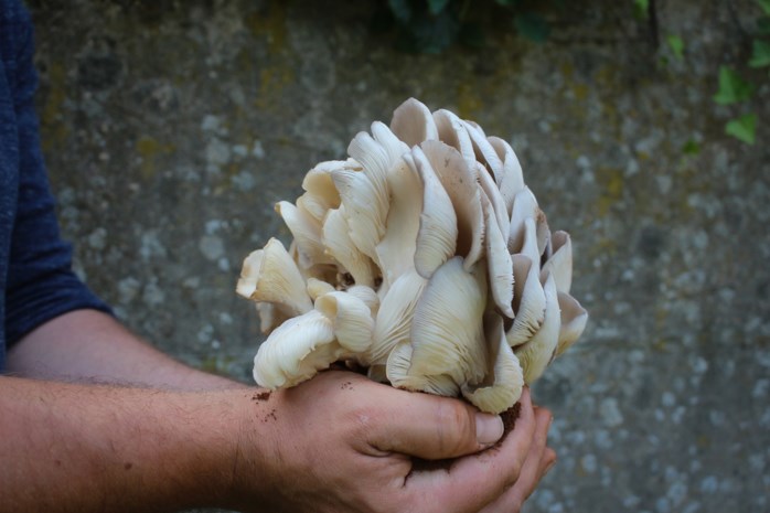 Van koffiedrab tot oesterzwammen kweek je eigen champignons