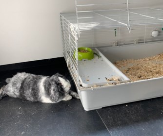 Politie vindt konijn in kooi langs de weg: “Denk twee keer na voor je een dier in huis | Het Nieuwsblad Mobile