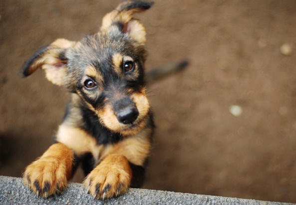annuleren zuiverheid behang West-Vlaams asiel stopt met adoptie van honden: “Mensen vragen of ze de  dieren na de lockdown mogen terugbrengen” (Waregem) | Het Nieuwsblad Mobile