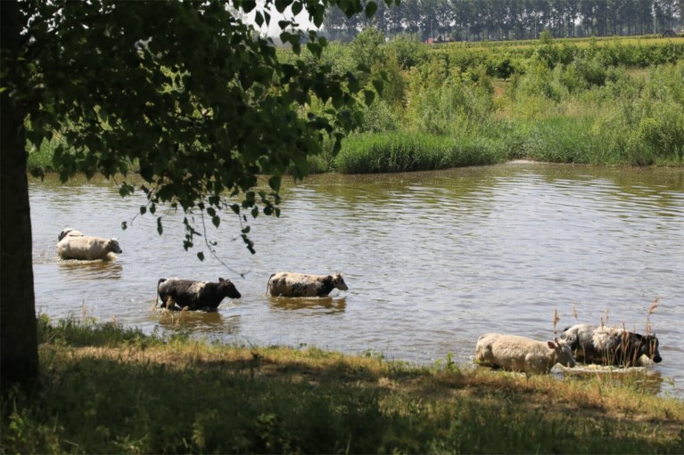 Koeien breken uit wei op zoek naar drinkwater en gaan pootjebaden
