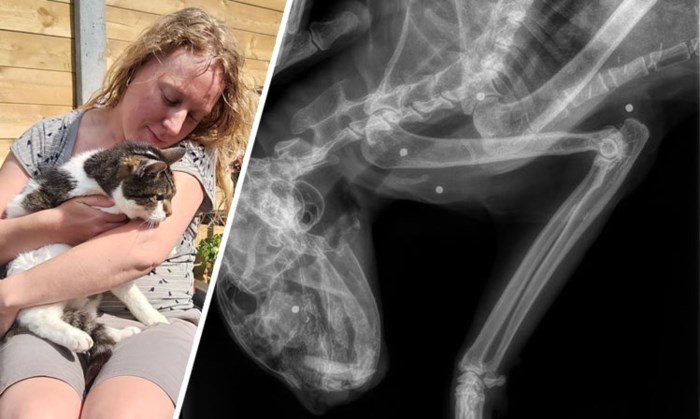 ‘Kogelregen’ krijgt kater Smeagel (17) niet klein: “We geloofden onze ogen niet toen we die foto’s zagen”