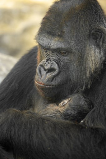 Gorillababy geboren in de Zoo van Antwerpen
