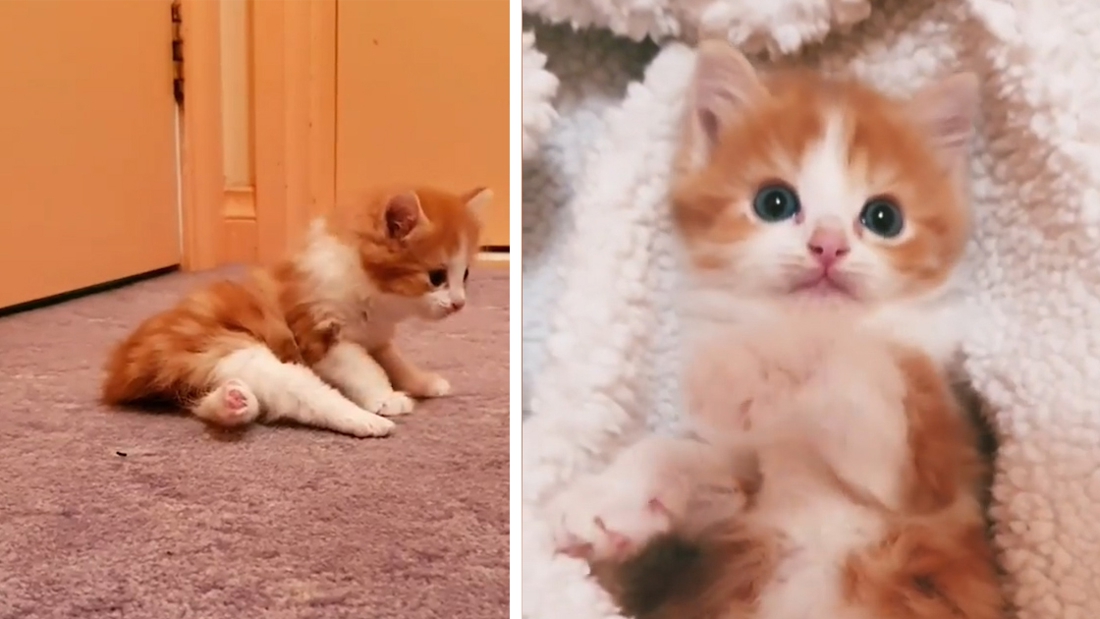 Verlamde kitten leert zichzelf terug lopen
