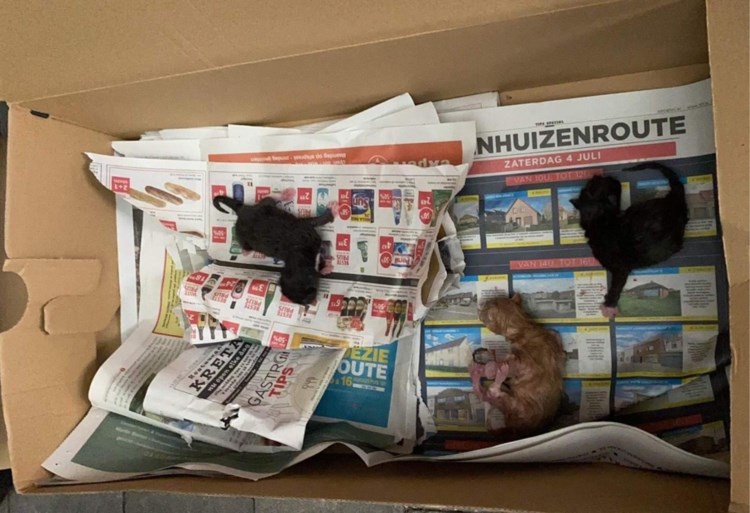 Pasgeboren kittens gedumpt en klaargezet voor vuilkar