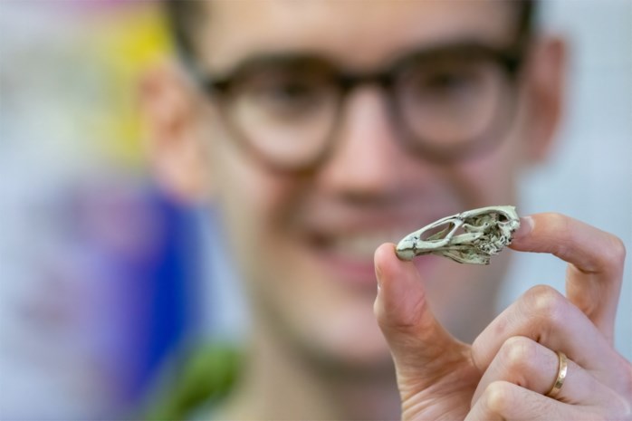 Voorouder van kip gevonden: “Dit is de Toetanchamon van de vogels”