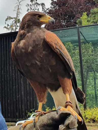 Woestijnbuizerd ‘Minnie’ ontsnapt en vermist: filmmakers in zak en as