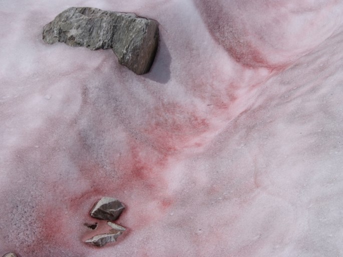 Gletsjer in Italiaanse Alpen kleurt roze: het ziet er mooi uit, maar eigenlijk is het slecht nieuws