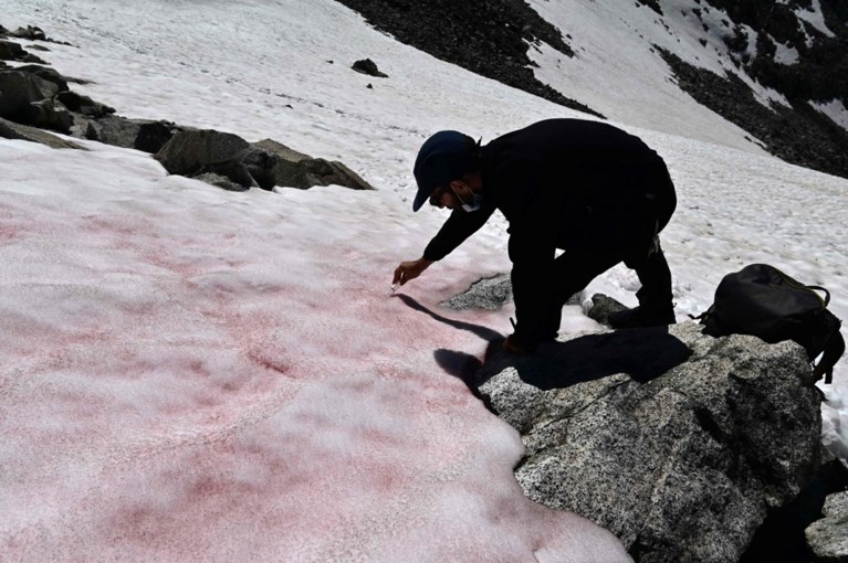 Gletsjer in Italiaanse Alpen kleurt roze: het ziet er mooi uit, maar eigenlijk is het slecht nieuws