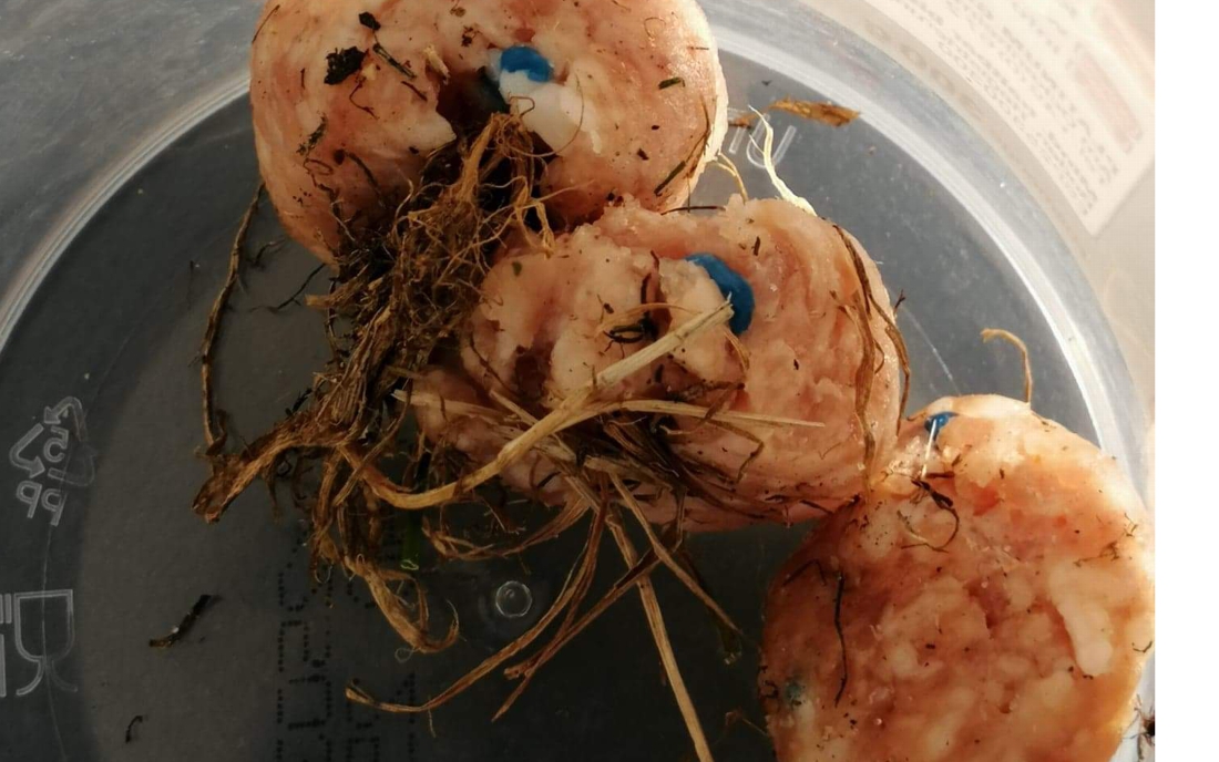 Hond vergiftigd door gehaktballen met rattenvergif: politie zoekt hondenhater rond Fort 2